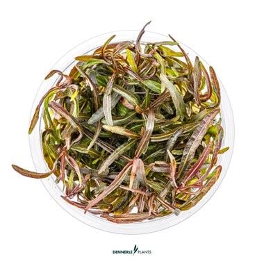 Dennerle Plants - Hygrophila lancea Araguaia PLANTIT! In Vitro Cup