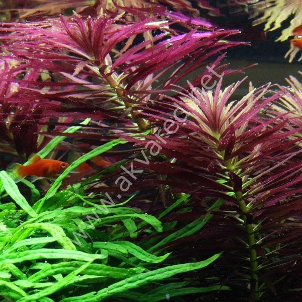 Limnophila hippuroides SAKSI