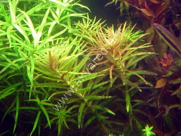 Limnophila hippuroides SAKSI