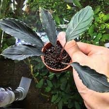 Bucephalandra achiles Black ADET ÖN SİPARİŞ