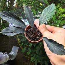 Bucephalandra achiles Black ADET ÖN SİPARİŞ