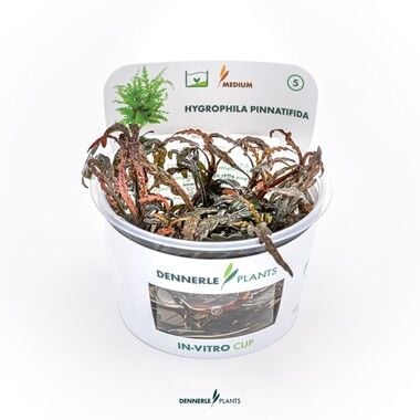 Dennerle Plants - Hygrophila pinnatifida PLANTIT! In Vitro Cup