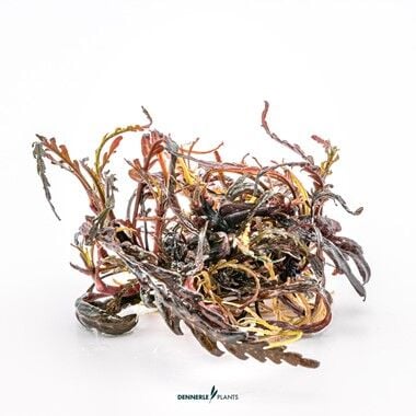 Dennerle Plants - Hygrophila pinnatifida PLANTIT! In Vitro Cup