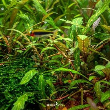 Dennerle Plants - Hygrophila pinnatifida PLANTIT! In Vitro Cup