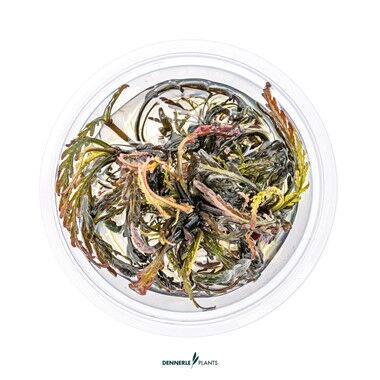 Dennerle Plants - Hygrophila pinnatifida PLANTIT! In Vitro Cup