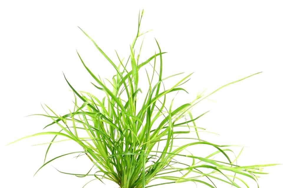 Dennerle Plants - Juncus repens PLANTIT! In Vitro Cup