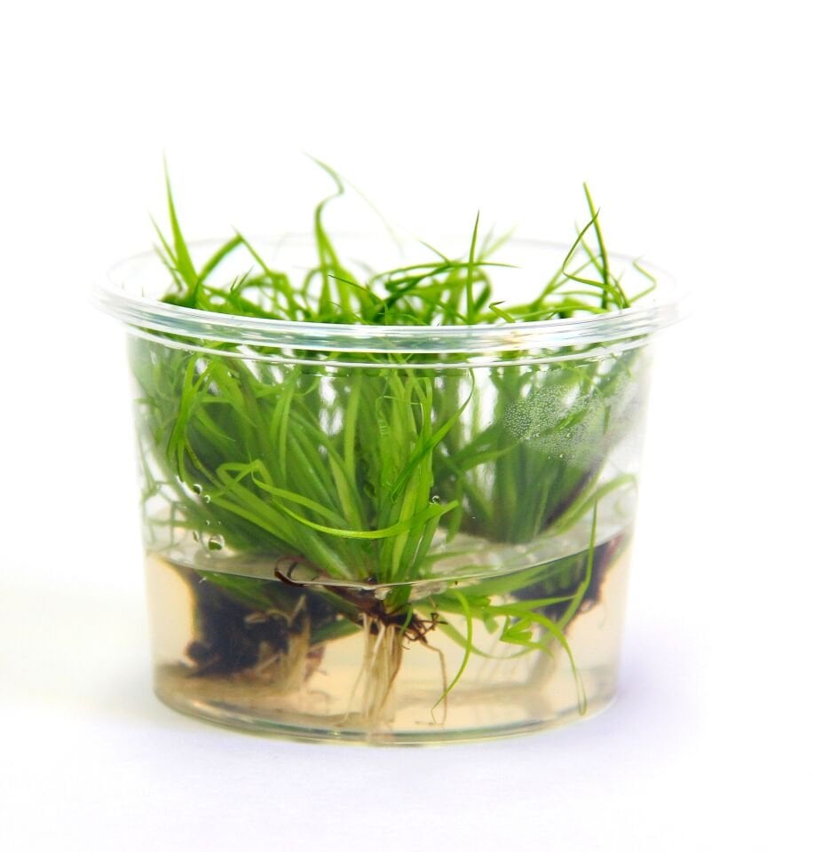 Dennerle Plants - Juncus repens PLANTIT! In Vitro Cup