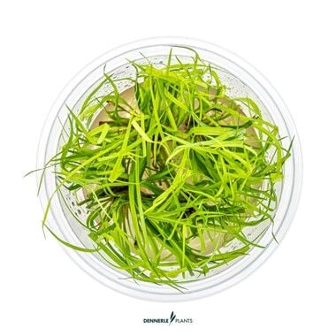 Dennerle Plants - Juncus repens PLANTIT! In Vitro Cup