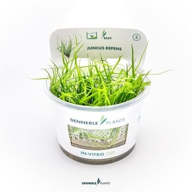 Dennerle Plants - Juncus repens PLANTIT! In Vitro Cup