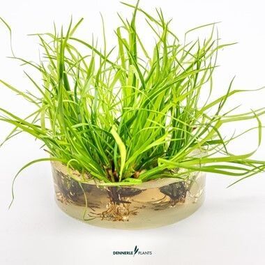 Dennerle Plants - Juncus repens PLANTIT! In Vitro Cup