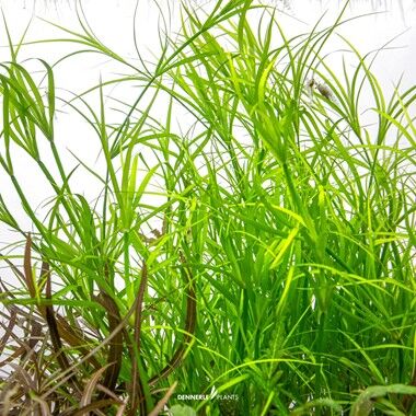 Dennerle Plants - Juncus repens PLANTIT! In Vitro Cup
