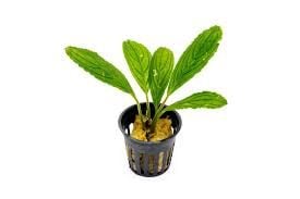 Bucephalandra achiles green ADET ÖN SİPARİŞ