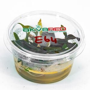 Echinodorus fancy twist IN VITRO CUP