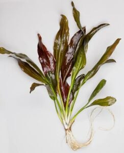 Echinodorus fancy twist IN VITRO CUP