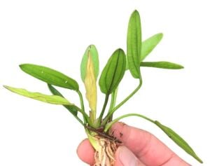 Echinodorus fancy twist IN VITRO CUP