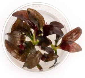 Echinodorus fancy twist IN VITRO CUP