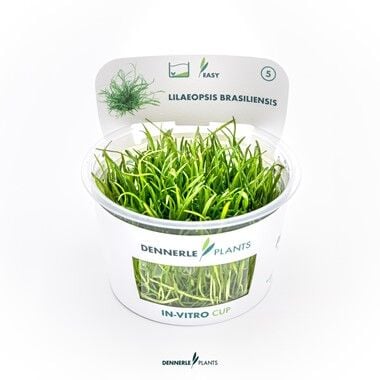 Dennerle Plants - Lilaeopsis brasiliensis PLANTIT! In Vitro Cup