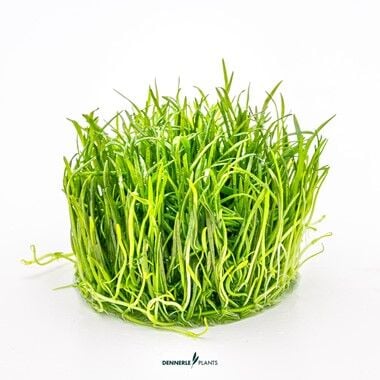 Dennerle Plants - Lilaeopsis brasiliensis PLANTIT! In Vitro Cup