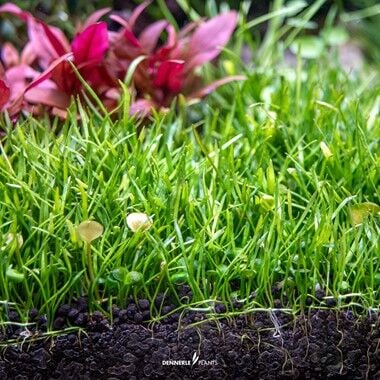 Dennerle Plants - Lilaeopsis brasiliensis PLANTIT! In Vitro Cup