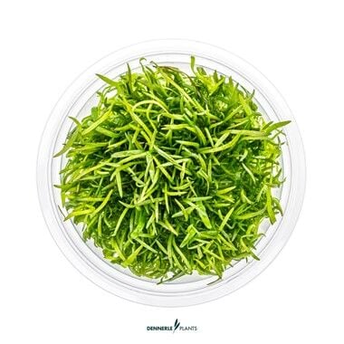 Dennerle Plants - Lilaeopsis brasiliensis PLANTIT! In Vitro Cup