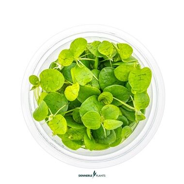 Dennerle Plants - Limnobium laevigatum PLANTIT! In Vitro Cup