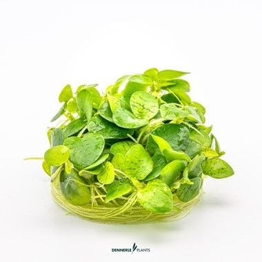 Dennerle Plants - Limnobium laevigatum PLANTIT! In Vitro Cup