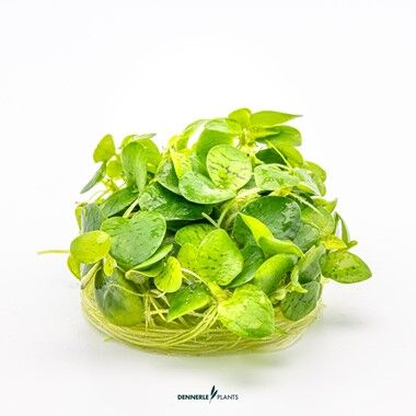Dennerle Plants - Limnobium laevigatum PLANTIT! In Vitro Cup