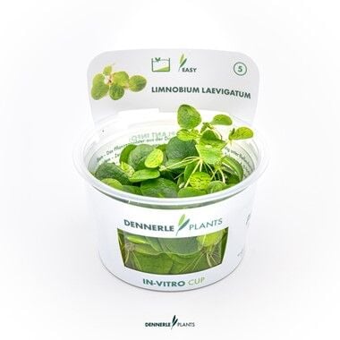 Dennerle Plants - Limnobium laevigatum PLANTIT! In Vitro Cup