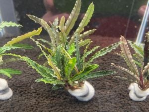 Bucephalandra alamanda vi blue ADET