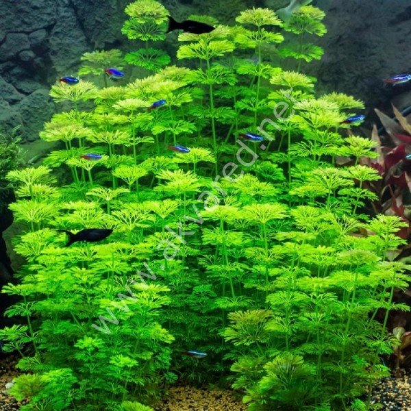 Limnophila sessiflora SAKSI