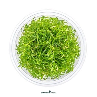 Dennerle Plants - Ludwigia arcuata PLANTIT! In Vitro Cup