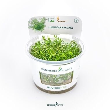 Dennerle Plants - Ludwigia arcuata PLANTIT! In Vitro Cup