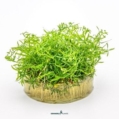 Dennerle Plants - Ludwigia arcuata PLANTIT! In Vitro Cup