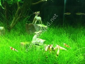 Eleocharis parvula mini Premium POT