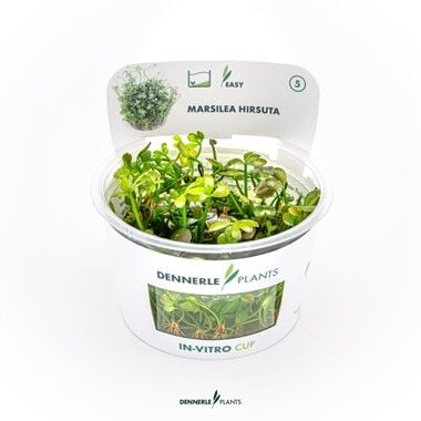 Dennerle Plants - Marsilea hirsuta PLANTIT! In Vitro Cup