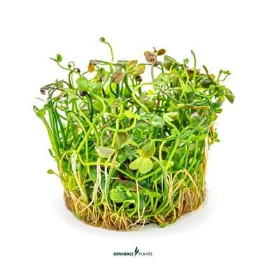 Dennerle Plants - Marsilea hirsuta PLANTIT! In Vitro Cup