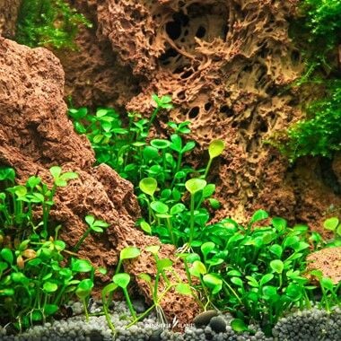 Dennerle Plants - Marsilea hirsuta PLANTIT! In Vitro Cup