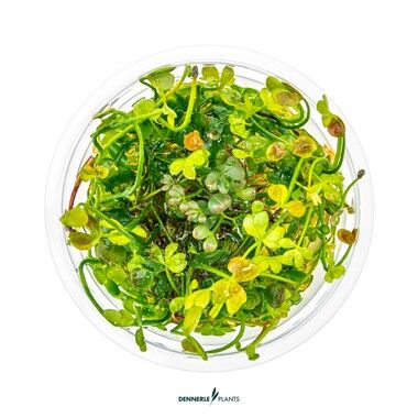 Dennerle Plants - Marsilea hirsuta PLANTIT! In Vitro Cup