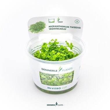 Dennerle Plants - Micranthemum tweediei Montecarlo PLANTIT! In Vitro Cup