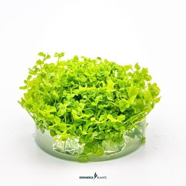 Dennerle Plants - Micranthemum tweediei Montecarlo PLANTIT! In Vitro Cup