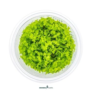 Dennerle Plants - Micranthemum tweediei Montecarlo PLANTIT! In Vitro Cup