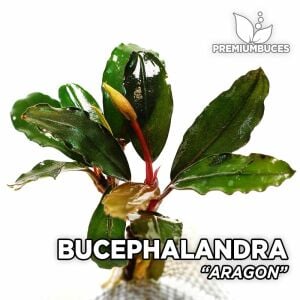 Bucephalandra aragon ADET ÖN SİPARİŞ