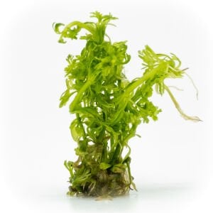 Limnophila sessiflora EXVITRO