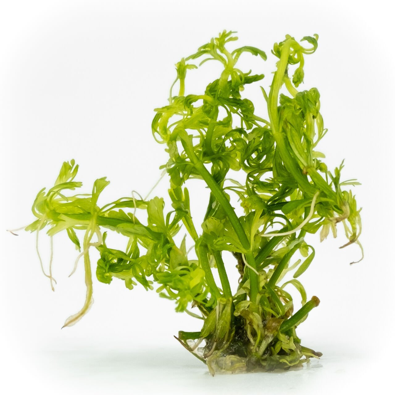 Limnophila sessiflora EXVITRO