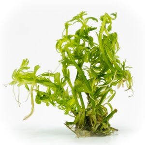 Limnophila sessiflora EXVITRO