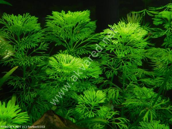 Limnophila sessiflora EXVITRO