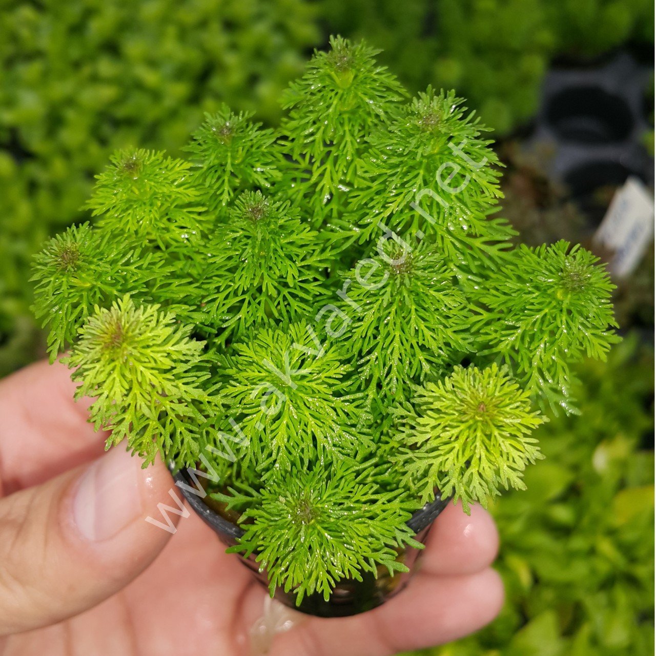 Limnophila sessiflora EXVITRO