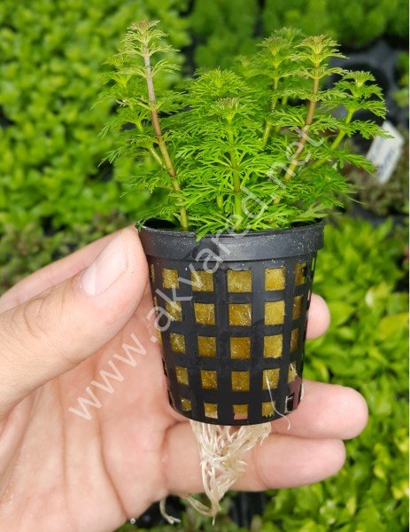 Limnophila sessiflora EXVITRO