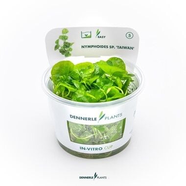 Dennerle Plants - Nymphoides sp. Taiwan PLANTIT! In Vitro Cup