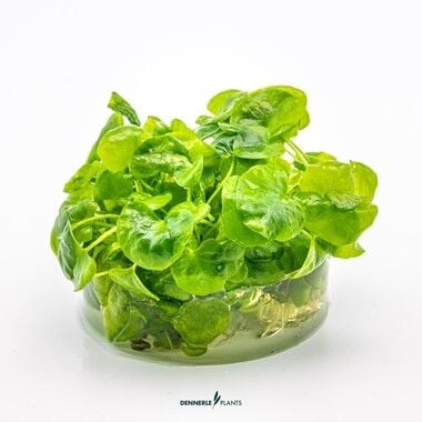 Dennerle Plants - Nymphoides sp. Taiwan PLANTIT! In Vitro Cup